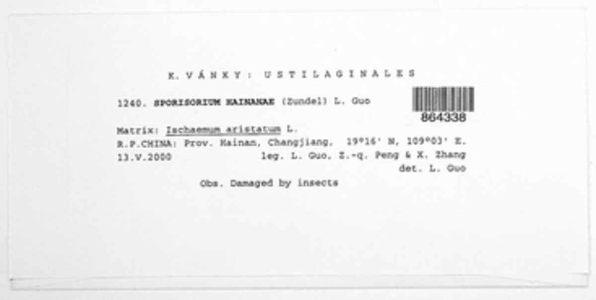 Sporisorium hainanae image